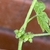 Flower buds in leaf axil