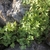 Form of plant