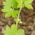 Leaves with 5 lobes