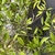 Leafy branches on a shrub.
