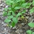 Branches, leaves in June in Hastings County, California