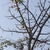 Branches in April in Goa, India
