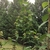 Branches in May in Mecklenburg County, North Carolina