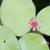 Water shield flower