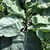 Plant with leaves