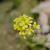 Brassica juncea