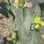 Brassica juncea