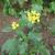 Brassica juncea