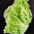 Brassica rapa (Pekinensis Group)