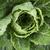 Brassica rapa (Pekinensis Group)