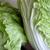 Brassica rapa (Pekinensis Group)