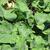 Brassica napus (Napobrasica Group)