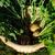 Brassica napus (Napobrasica Group)