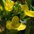 Brassica napus (Pabularis Group)