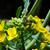 Brassica napus (Pabularis Group)