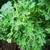Brassica napus (Pabularis Group)