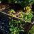 Brassica napus (Pabularis Group)