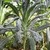 Mature plant with blue-green narrow leaves