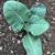 Brassica oleracea