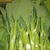 Alborlabra' leaves
