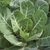 collard greens form