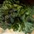 Brassica oleracea