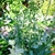 Form of Chinese broccoli in bloom