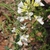 White flowers on astock