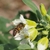 Bee visiting a white flower