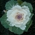 Ornamental cabbage with white leaves