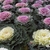 White and purple ornamental kale plants