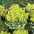 Romanesco broccoli head