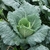 Young plant