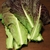 Scotch kale leaves