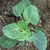 Young plant