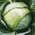 Mature green cabbage head
