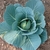Young plant