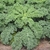 Mature kale plant with green curly leaves