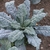 Mature plant with blue-green leaes