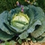 Entire plant of a cabbage with the head surrounded by leaves