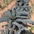 Planted en masse