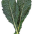 Green leaves closeup