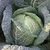 Mature green savory cabbage