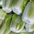Harvested nappa cabbage