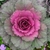 Ornamental kale with pink interior leaves