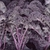 Mature plants of red curly kale