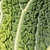 Close up of the crinkly leaf
