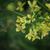 Pale yellow cauliflower flower