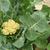 Mature cauliflower plant