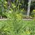 Brasscia rapa (Ruvo Group)